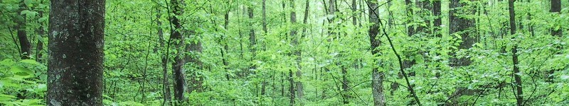 Banner of green forest