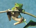 It isn't easy being green